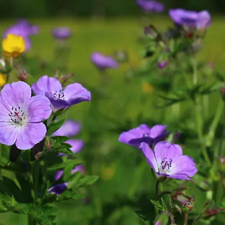 Alojamento de Turismo Rural Bio-bauernhof Vordergrubenbach - Familie Oberascher